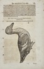 Conrad Gessner (1516–1565) – De Anatibus Platyrrhynchis – Woodcut Illustration (16th Century)