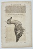 Conrad Gessner (1516–1565) – De Anatibus Platyrrhynchis – Woodcut Illustration (16th Century)