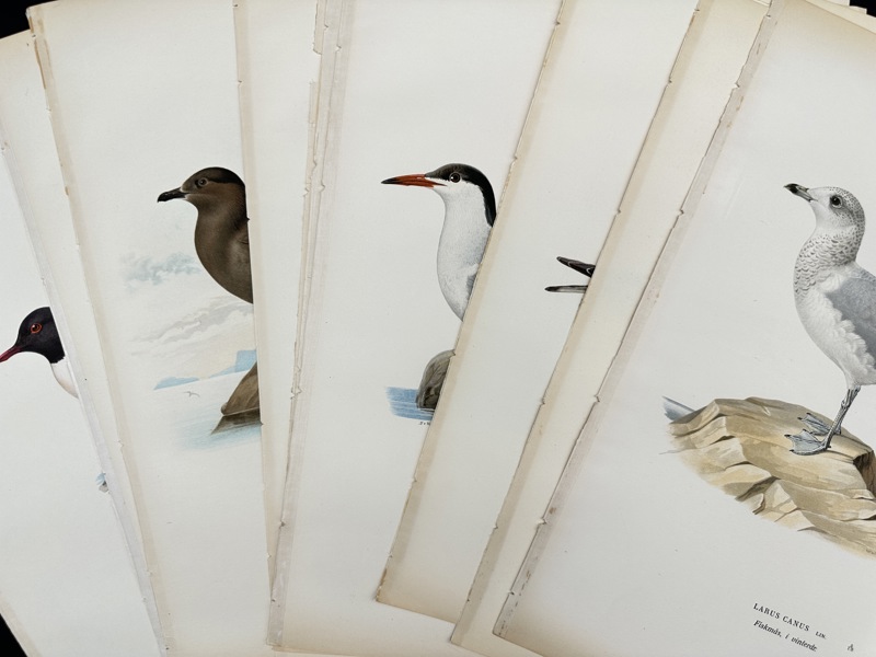 Von Wright brothers - Lot of 10 Lithographs - Bird Prints - Common Gull, Arctic Tern, Great Skua, Parasitic Jaeger