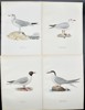 Von Wright brothers - Lot of 10 Lithographs - Bird Prints - Common Gull, Arctic Tern, Great Skua, Parasitic Jaeger