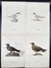 Von Wright brothers - Lot of 10 Lithographs - Bird Prints - Common Gull, Arctic Tern, Great Skua, Parasitic Jaeger