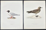 Von Wright brothers - Lot of 10 Lithographs - Bird Prints - Common Gull, Arctic Tern, Great Skua, Parasitic Jaeger