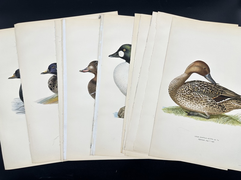 Von Wright brothers - Lot of 20 Lithographs - Bird Prints - Black Scoter, Common Goldeneye, Northern Pintail