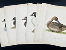 Von Wright brothers - Lot of 20 Lithographs - Bird Prints - Black Scoter, Common Goldeneye, Northern Pintail