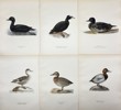 Von Wright brothers - Lot of 20 Lithographs - Bird Prints - Black Scoter, Common Goldeneye, Northern Pintail