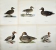 Von Wright brothers - Lot of 20 Lithographs - Bird Prints - Black Scoter, Common Goldeneye, Northern Pintail