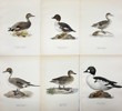 Von Wright brothers - Lot of 20 Lithographs - Bird Prints - Black Scoter, Common Goldeneye, Northern Pintail
