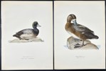 Von Wright brothers - Lot of 20 Lithographs - Bird Prints - Black Scoter, Common Goldeneye, Northern Pintail