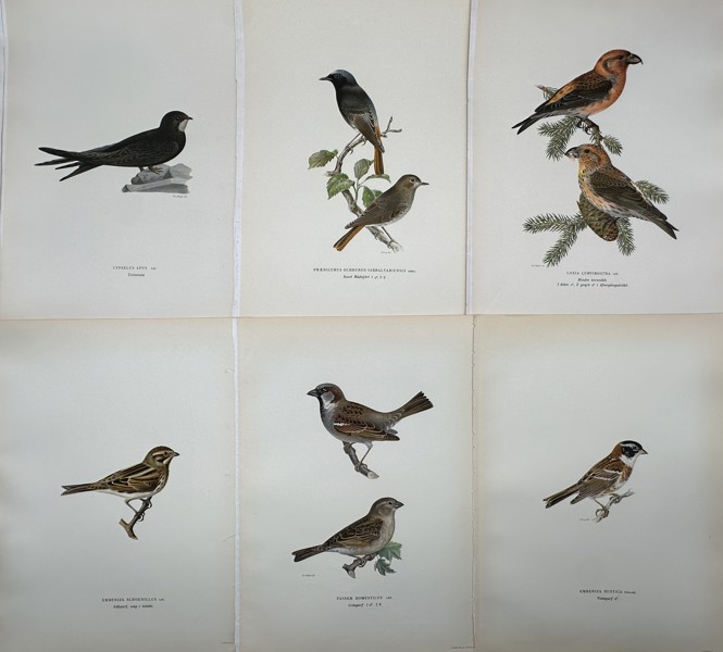 Von Wright brothers - Lot of 20 Lithographs - Bird Prints - Black Redstart, Common Swift, Red Crossbill, Yellow Wagtail