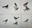 Von Wright brothers - Lot of 20 Lithographs - Bird Prints - Black Redstart, Common Swift, Red Crossbill, Yellow Wagtail