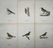Von Wright brothers - Lot of 20 Lithographs - Bird Prints - Black Redstart, Common Swift, Red Crossbill, Yellow Wagtail