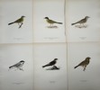 Von Wright brothers - Lot of 20 Lithographs - Bird Prints - Black Redstart, Common Swift, Red Crossbill, Yellow Wagtail