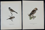 Von Wright brothers - Lot of 20 Lithographs - Bird Prints - Black Redstart, Common Swift, Red Crossbill, Yellow Wagtail