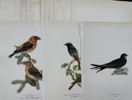 Von Wright brothers - Lot of 20 Lithographs - Bird Prints - Black Redstart, Common Swift, Red Crossbill, Yellow Wagtail