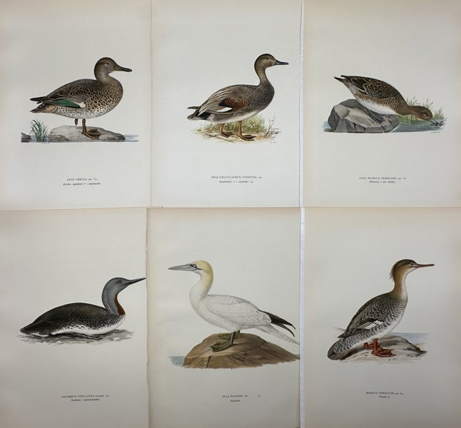 Von Wright brothers - Set of 6 Lithographs - Bird Prints - Red-throated Diver, Gadwall, Australasian Gannet