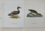 Von Wright brothers - Set of 6 Lithographs - Bird Prints - Red-throated Diver, Gadwall, Australasian Gannet