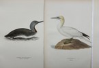 Von Wright brothers - Set of 6 Lithographs - Bird Prints - Red-throated Diver, Gadwall, Australasian Gannet
