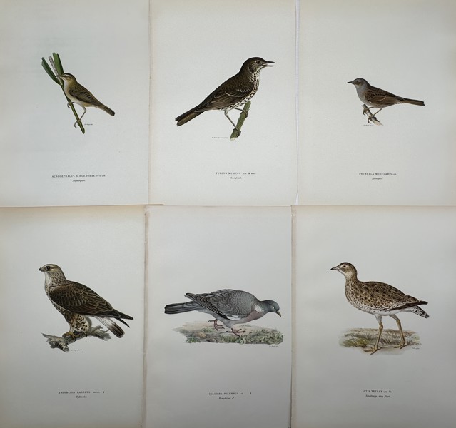 Von Wright brothers - Set of 6 Lithographs - Bird Prints - Rough-legged Buzzard, Wood Pigeon, Dunnock