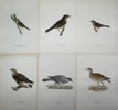 Von Wright brothers - Set of 6 Lithographs - Bird Prints - Rough-legged Buzzard, Wood Pigeon, Dunnock