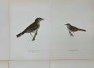 Von Wright brothers - Set of 6 Lithographs - Bird Prints - Rough-legged Buzzard, Wood Pigeon, Dunnock