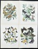 William Forsell Kirby - Set of 4 Prints - Butterflies - Boloria Dia, Dark Green Fritillary, Silver-washed Fritillary 