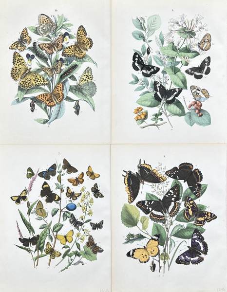 William Forsell Kirby - Set of 4 Prints - Butterflies - Boloria Dia, Dark Green Fritillary, Silver-washed Fritillary 