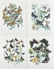William Forsell Kirby - Set of 4 Prints - Butterflies - Boloria Dia, Dark Green Fritillary, Silver-washed Fritillary 