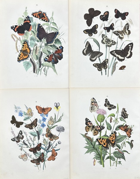 William Forsell Kirby - Set of 4 Prints - Butterflies - Gulf Fritillary, Camberwell Beauty, Vanessa Atalanta