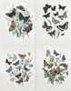 William Forsell Kirby - Set of 4 Prints - Butterflies - Gulf Fritillary, Camberwell Beauty, Vanessa Atalanta