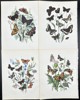 William Forsell Kirby - Set of 4 Prints - Butterflies - Gulf Fritillary, Camberwell Beauty, Vanessa Atalanta