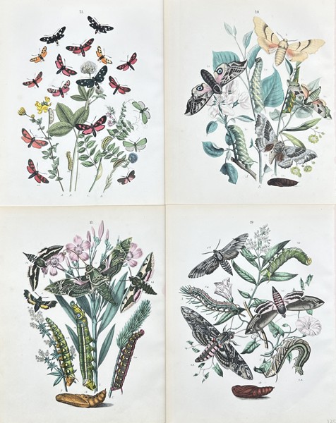 William Forsell Kirby - Set of 4 Prints - Fluttering Butterflies - Oak Hawk-moth, Convolvulus Hawk-moth