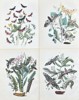 William Forsell Kirby - Set of 4 Prints - Fluttering Butterflies - Oak Hawk-moth, Convolvulus Hawk-moth