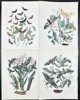 William Forsell Kirby - Set of 4 Prints - Fluttering Butterflies - Oak Hawk-moth, Convolvulus Hawk-moth
