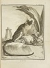 Jacques de Sève (18th Century) – Le Pinche – Engraving – Natural History Illustration of a Monkey
