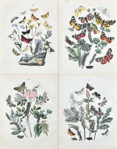 William Forsell Kirby - Set of 4 Prints - Fluttering Butterflies and Caterpillar - Black Arches