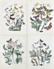 William Forsell Kirby - Set of 4 Prints - Fluttering Butterflies and Caterpillar - Black Arches
