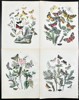 William Forsell Kirby - Set of 4 Prints - Fluttering Butterflies and Caterpillar - Black Arches