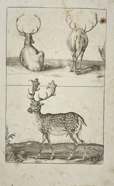 Frederic de Wit (1630–1706) – Study of Deer – Original Copperplate Engraving – Amsterdam, 1675