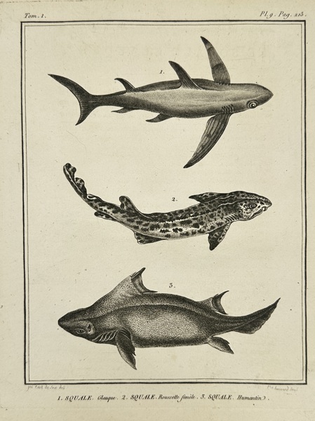 Jacques de Sève (active 1740–1788) – Squale (Shark Species Study) – Original Copperplate Engraving – Paris, 18th Century