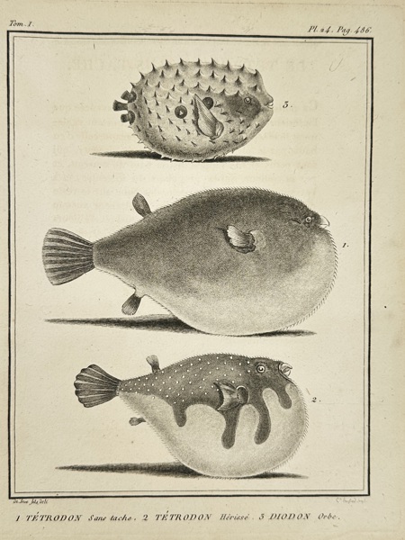 Jacques de Sève (active 1740–1788) – Tétrodon et Diodon – Original Copperplate Engraving – 18th Century
