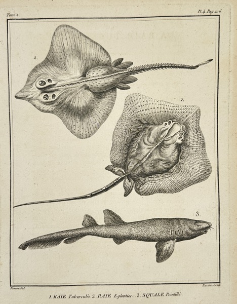 Jacques de Sève (active 1740–1788) – Raie et Squale – Original Copperplate Engraving – 18th Century