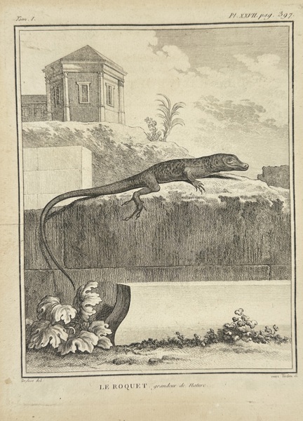 Jacques de Sève (active 1740–1788) – Le Roquet, Grandson du Lézard – Original Copperplate Engraving – 18th Century