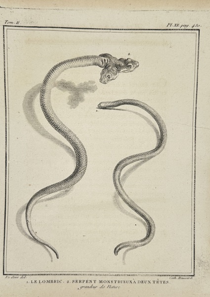 Jacques de Sève (active 1740–1788) – Le Lombric et le Serpent Monstrueux à Deux Têtes – Original Copperplate Engraving – 18th Century