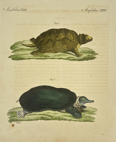 Friedrich Justin Bertuch – Armored and Softshell Turtles – Hand-Colored Copperplate Engraving – 1810
