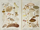 Adalbert Ricken – Set of 2 Mushroom Studies – Collybia & Mycena – Germany, 1915