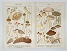 Adalbert Ricken – Set of 2 Mushroom Studies – Collybia & Mycena – Germany, 1915
