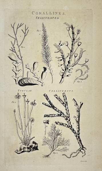 Isaac Taylor – Corallines: Vesiculated, Tubular, Celliferous – Original Scientific Engraving – 1788