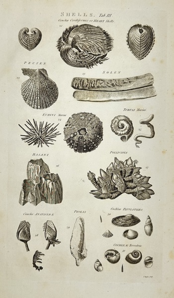 Isaac Taylor – Shells: Various Marine and Bivalve Forms – Original Scientific Engraving – 1788
