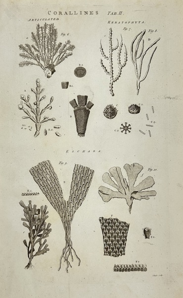 Isaac Taylor – Corallines: Articulated and Keratophyta – Original Engraving – 18th Century