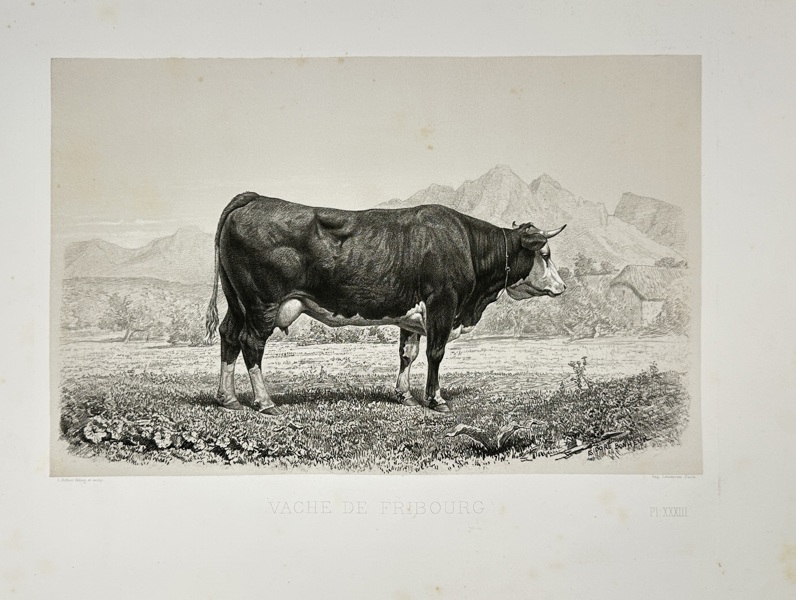 Émile Théophile Blanchard (1819–1900) – Vache de Fribourg – Lithograph – Mid-19th Century